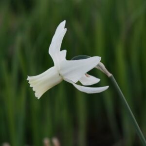 Narcissus Thalia