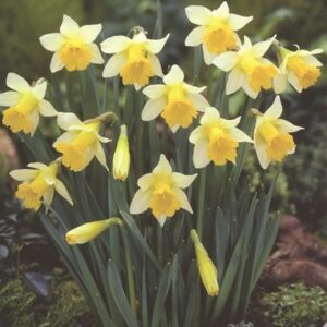 Narcissus Topolino