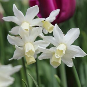 Narcissus Toto