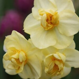 Narcissus Yellow Cheerfulness