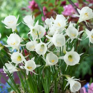 Narcissus cantabricus