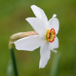 Narcissus poeticus var. recurvus