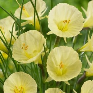 Narcissus romieuxii Julia Jane