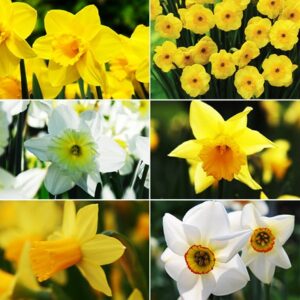 Narcissus - up to 6 months of daffodils