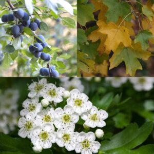 Native hedgerow collection