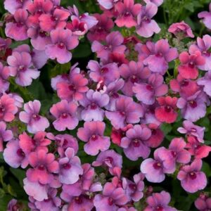 Nemesia Framboise ('Fleurfram') (PBR)