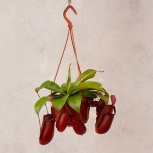 Nepenthes Diane