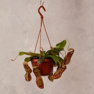 Nepenthes Gaya