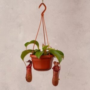 Nepenthes Rob