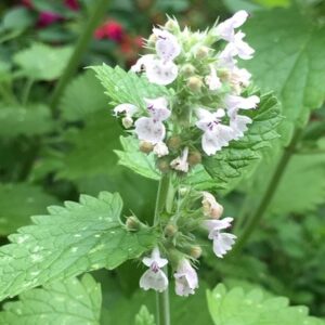 Nepeta cataria