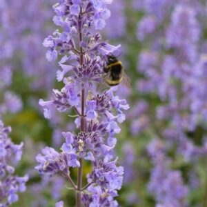 Nepeta grandiflora Summer Magic (PBR)
