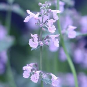 Nepeta racemosa Amelia