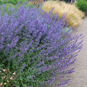 Nepeta racemosa Walker's Low