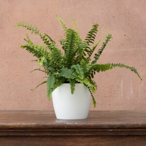 Nephrolepis exaltata