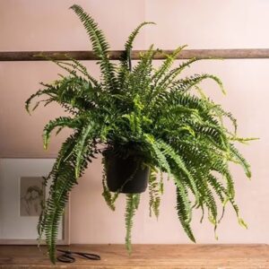 Nephrolepis exaltata Green Lady