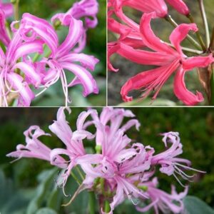 Nerine collection