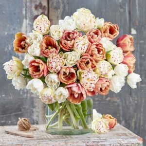 New baroque tulip collection