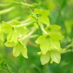 Nicotiana Lime Green