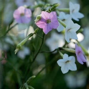 Nicotiana Whisper Mixed F1