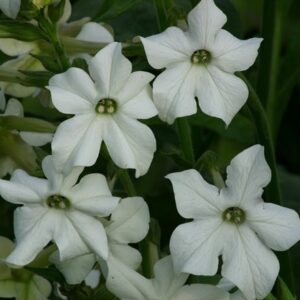 Nicotiana alata Grandiflora