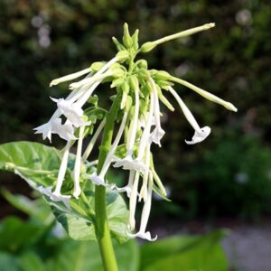 Nicotiana sylvestris
