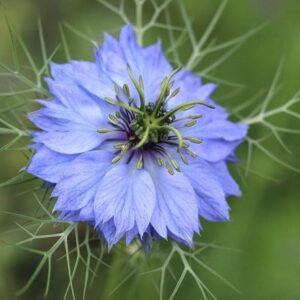 Nigella damascena Miss Jekyll