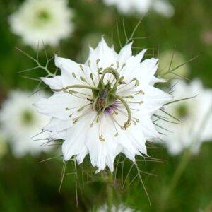 Nigella damascena Miss Jekyll Alba
