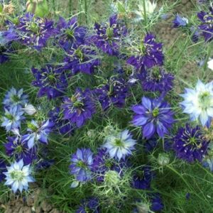 Nigella damascena Oxford Blue