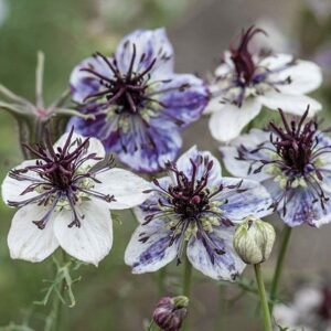 Nigella papillosa Delft Blue