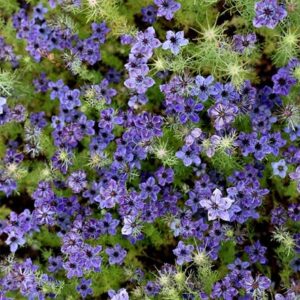 Nigella papillosa Midnight