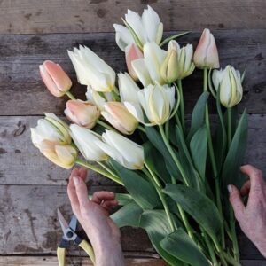 Nougat tulip collection