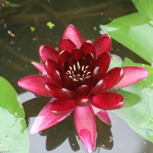 Nymphaea Almost Black