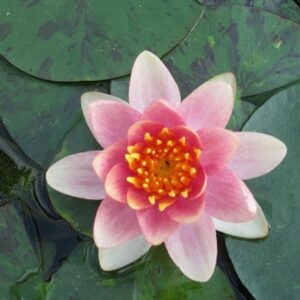 Nymphaea Aurora