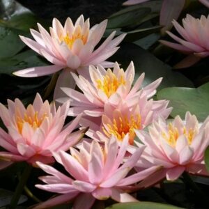 Nymphaea Colorado