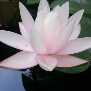 Nymphaea Doll House