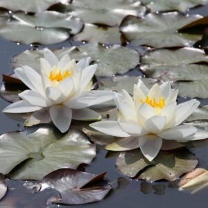Nymphaea Gladstoniana