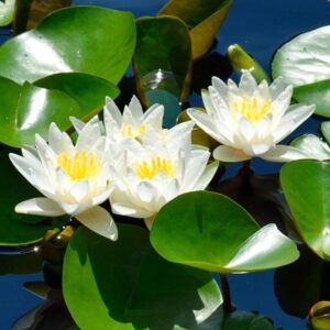 Nymphaea Hermine