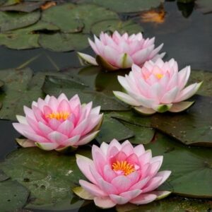 Nymphaea Hollandia