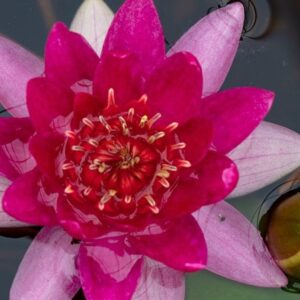 Nymphaea Laydekeri Fulgens