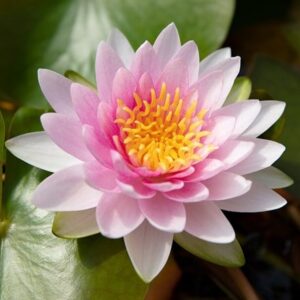 Nymphaea Laydekeri Lilacea