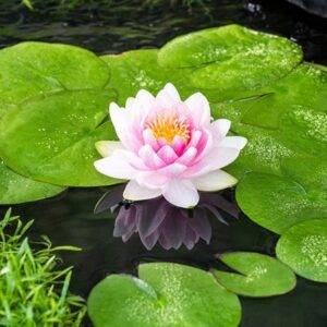 Nymphaea Madame Wilfon Gonnère