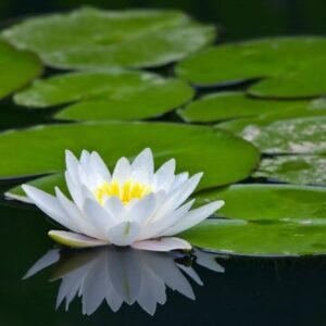Nymphaea Marliacea Albida
