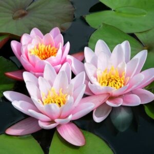 Nymphaea Marliacea Carnea
