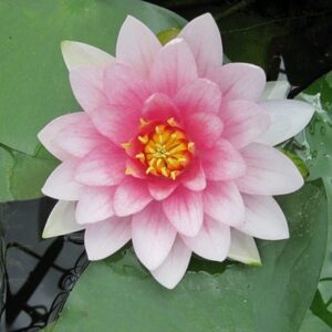 Nymphaea Masaniello