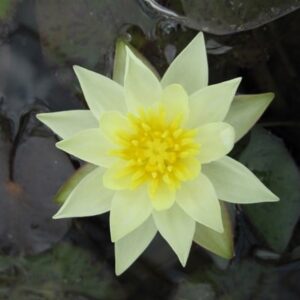 Nymphaea Pygmaea Helvola