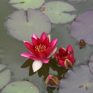 Nymphaea Pygmaea Rubra