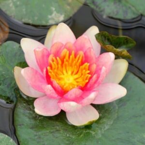 Nymphaea Solfatare
