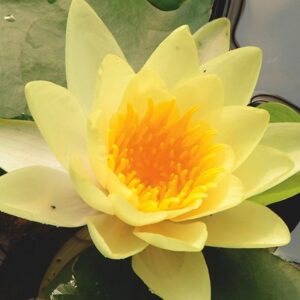 Nymphaea Yellow Sensation