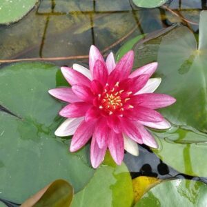 Nymphaea alba var. rubra