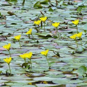 Nymphoides peltata